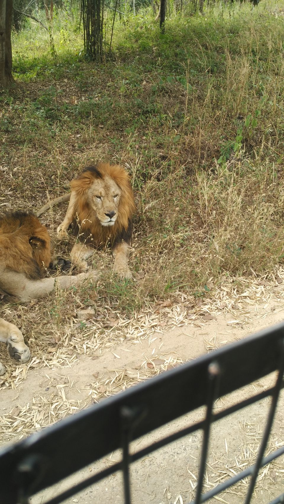 Photo of Bannerghatta National Park - Best Safari Experience 8/15 by Vinay
