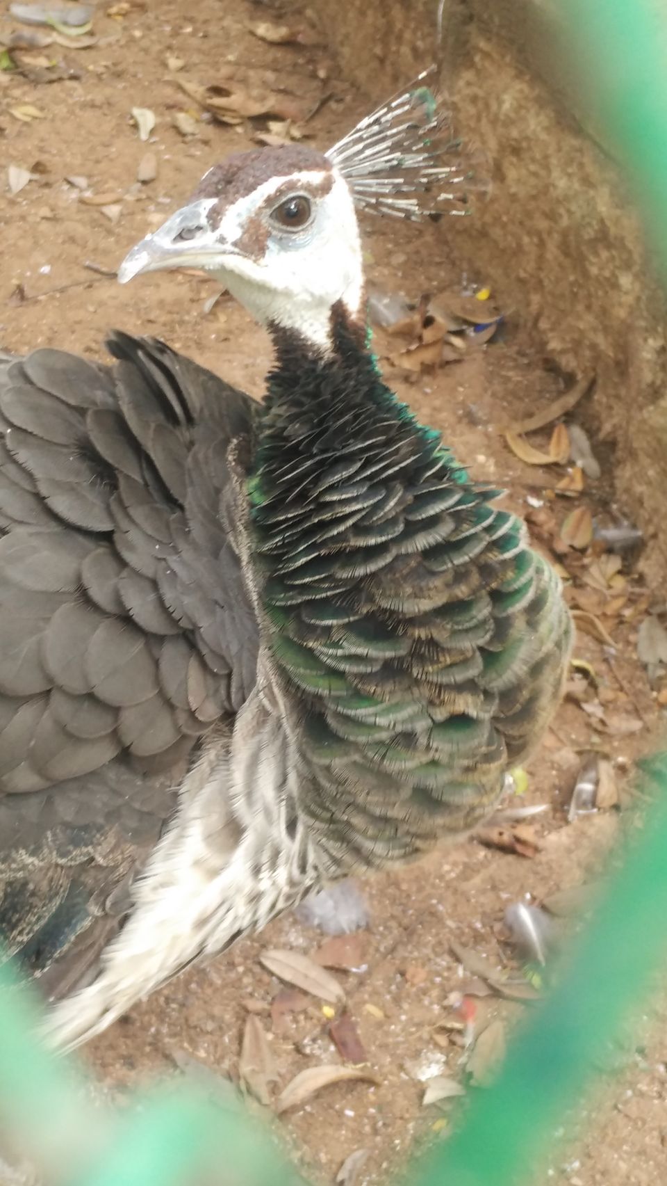 Photo of Bannerghatta National Park - Best Safari Experience 10/15 by Vinay