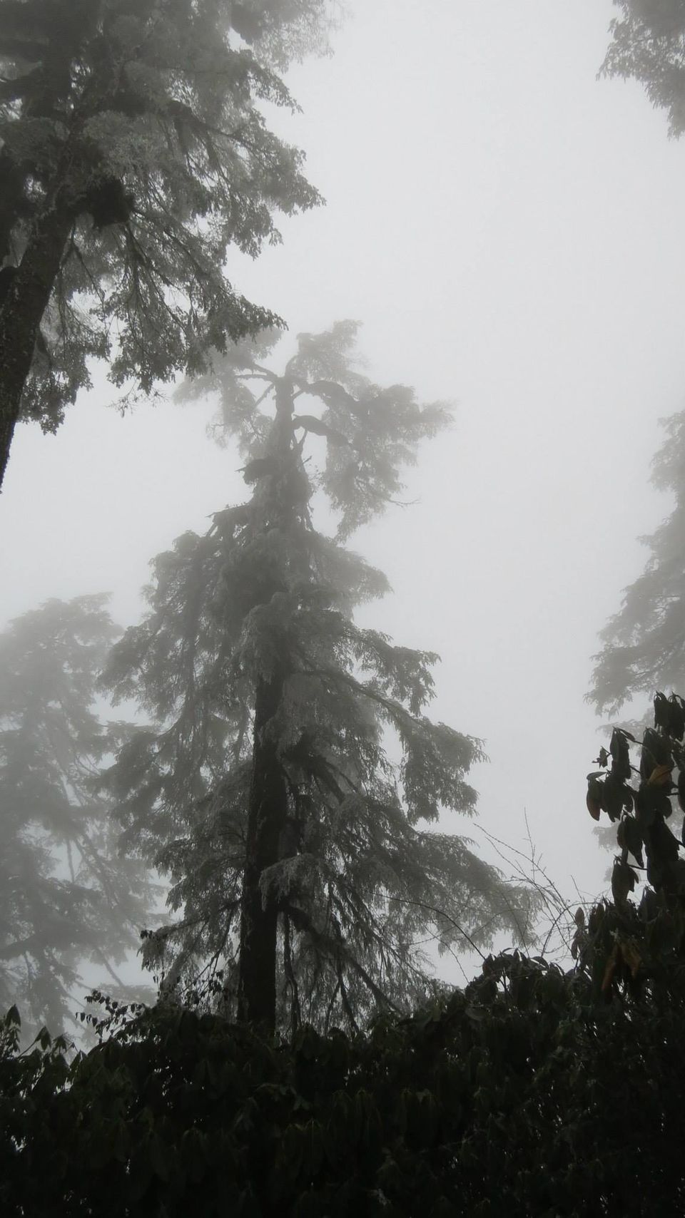 Photo of The Great Himalayan Diaries! In the search of holy Kangchenjunga by Jaswanth Jagadeesh Insta: #jaswantravels