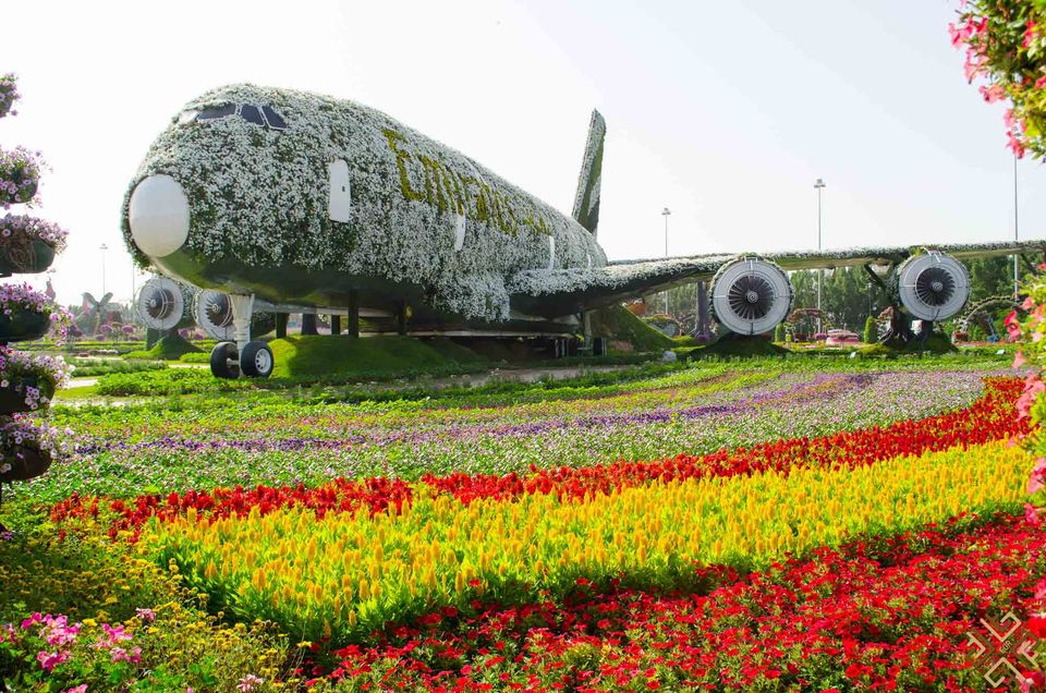 Photo of Dubai Miracle Garden 2/2 by sazda khan