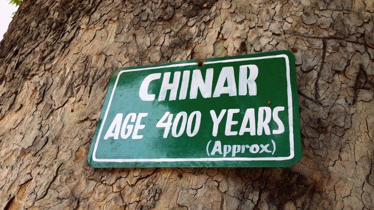 Photo of The Chinar legacy 2/5 by Twinkle Bakshii