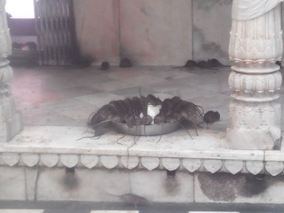 Photo of Bikaner - A city of Forts and Havelis 4/27 by Ankesh Dhankar