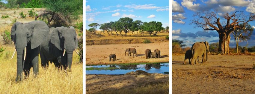 Photo of Classic Tanzanian Safari Adventure 1/4 by Praise Nyange