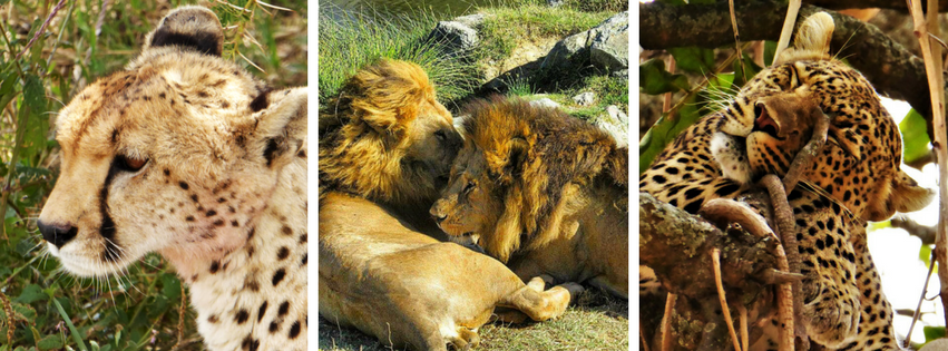 Photo of Classic Tanzanian Safari Adventure 2/4 by Praise Nyange