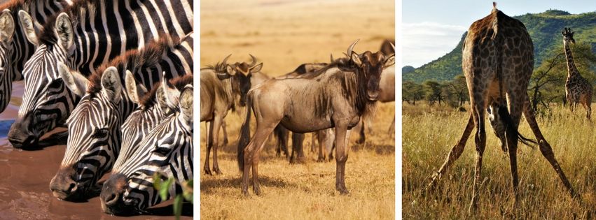 Photo of Classic Tanzanian Safari Adventure 3/4 by Praise Nyange