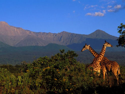 Photo of Arusha National Park - Tanzania 1/1 by Praise Nyange