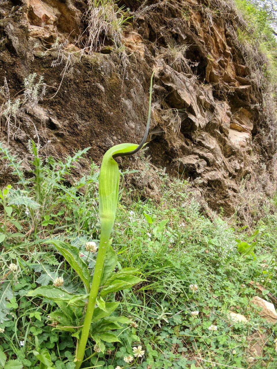Photo of Narkanda, Himachal Pradesh, India by Sri Harsha Arangi