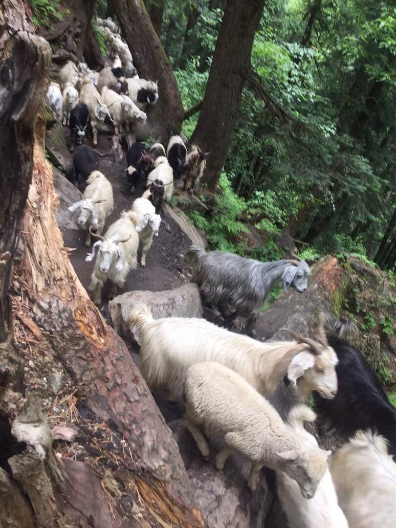 Photo of Yes you can go to heaven- Kheerganga Trek 4/10 by meenal guglani