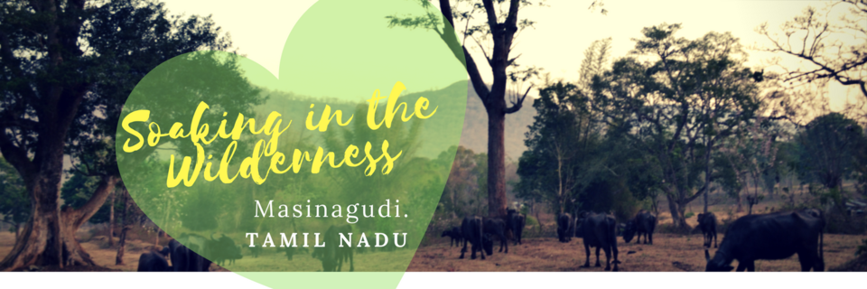 Photo of Masinagadi - Wild and Beautiful by LonelyCanopy_Art&Travel