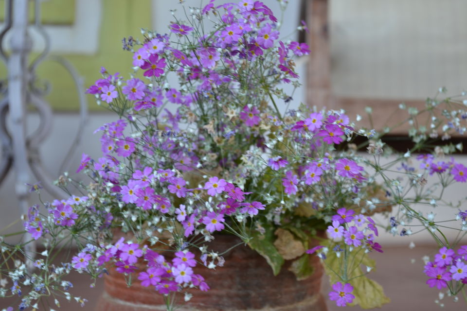 Photo of Lymond House Ooty, Sylks Road, Ooty, Tamil Nadu, India by Seema Misra