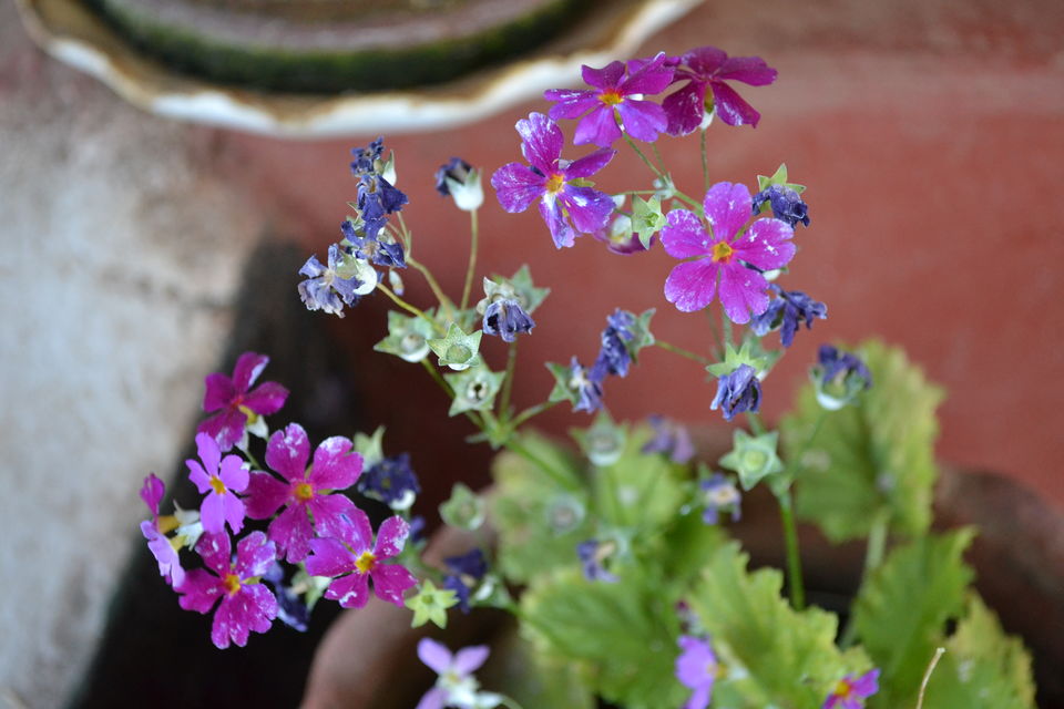 Photo of Lymond House Ooty, Sylks Road, Ooty, Tamil Nadu, India by Seema Misra