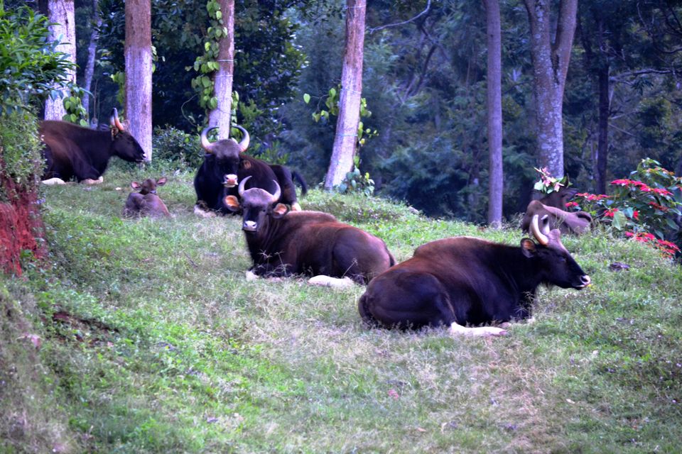Photo of A Zen Weekend at O'land Plantation, Coonoor by LonelyCanopy_Art&Travel