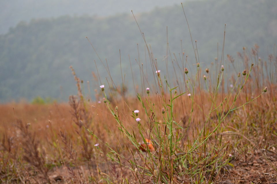 Photo of Patla Betta - Over the Hilltop #notonTripoto by Seema Misra