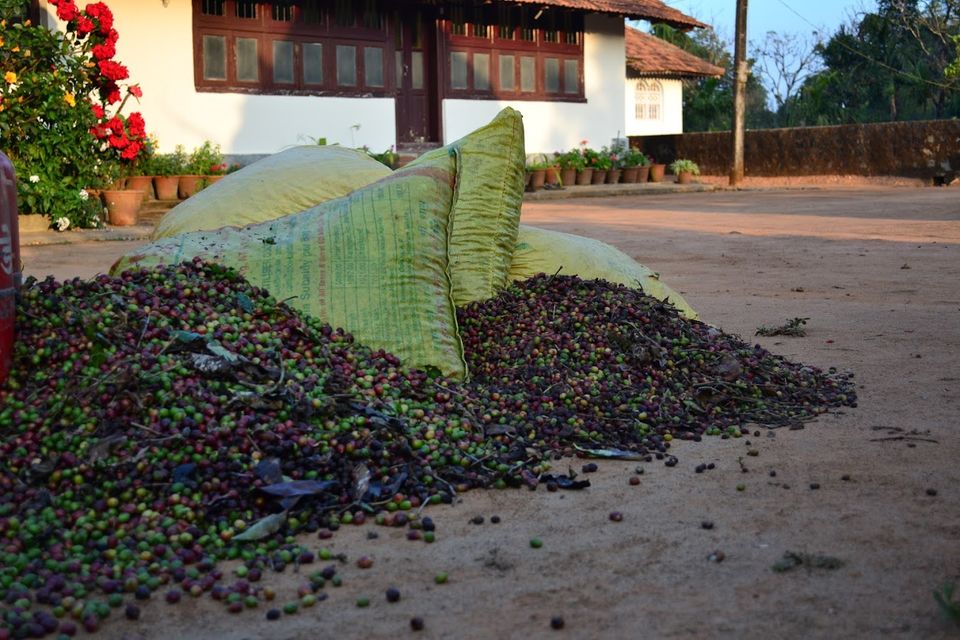 Photo of Coffee, Cardamom, Campfire, and Calmness at Hema Koota by LonelyCanopy_Art&Travel