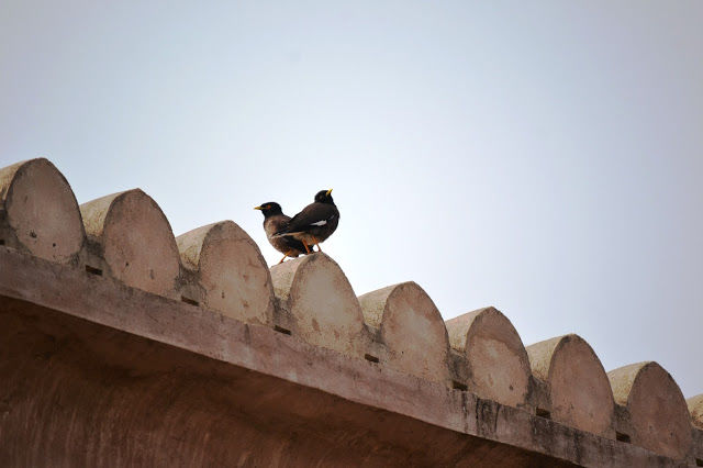 Photo of Abhaneri, Rajasthan, India by LonelyCanopy_Art&Travel