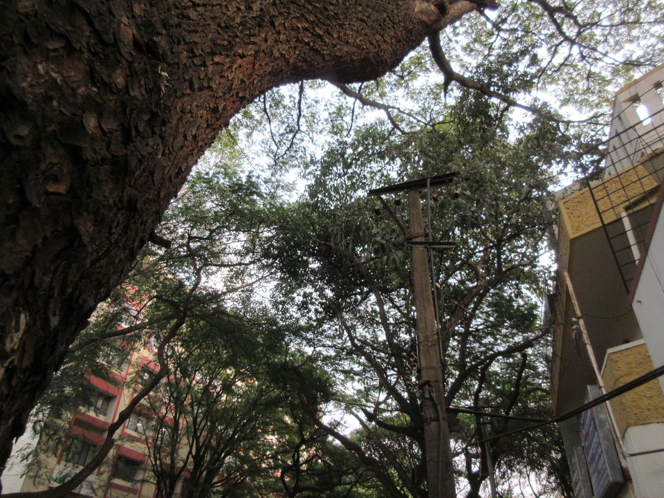 Photo of Nature Walk in Bangalore - The Gardens of Malleswaram by LonelyCanopy_Art&Travel