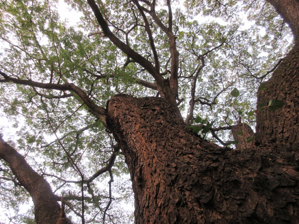 Photo of Nature Walk in Bangalore - The Gardens of Malleswaram by LonelyCanopy_Art&Travel