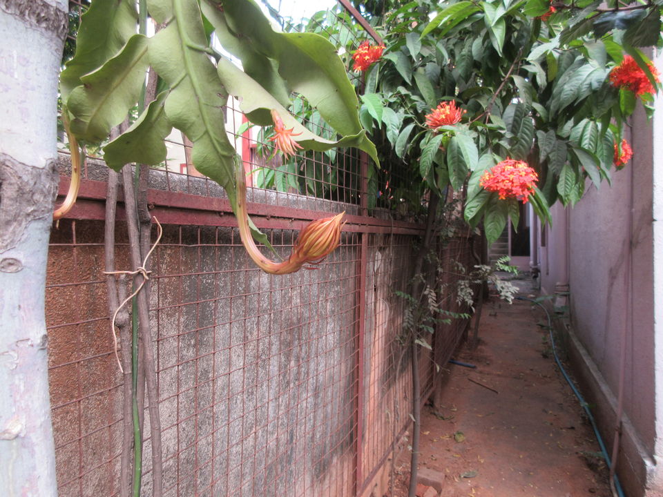 Photo of Nature Walk in Bangalore - The Gardens of Malleswaram by LonelyCanopy_Art&Travel