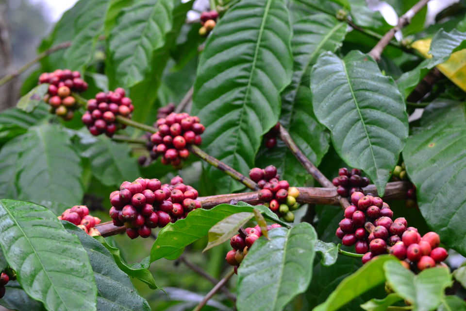 Photo of 5 Places Every Coffee Lover Must Visit in 2019 by LonelyCanopy_Art&Travel