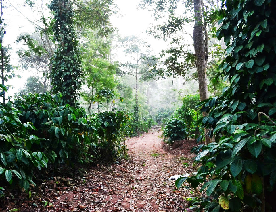 Photo of Christmas Eve at Wonderful Western Hills, Sakleshpur by LonelyCanopy_Art&Travel