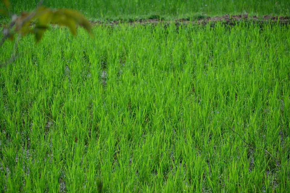 Photo of Offbeat Yelagiri - Weekend Getaway From Bangalore 1/6 by Seema Misra