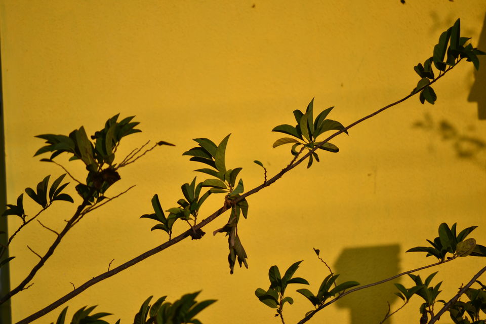 Photo of Offbeat Yelagiri - Weekend Getaway From Bangalore 3/6 by Seema Misra