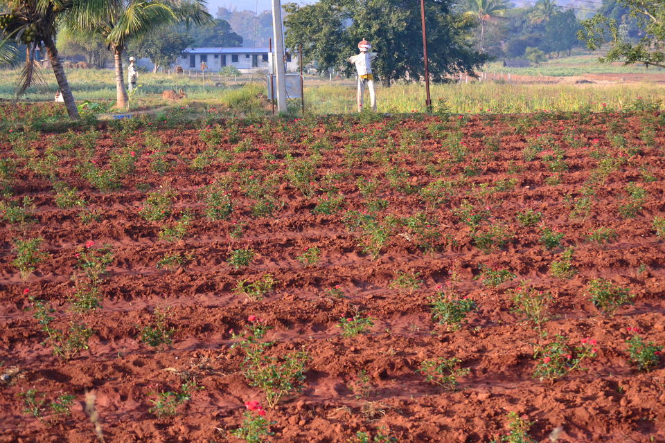 Photo of Offbeat Yelagiri - Weekend Getaway From Bangalore 4/6 by Seema Misra
