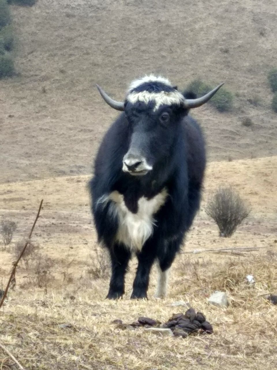 Photo of Phobjikha Valley, Wangdue Phodrang, Bhutan by Aditi Gupta