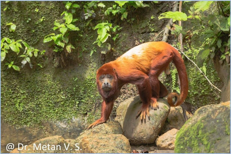 Photo of Journey of Amazing Amazon Rain Forest by Dr. Vyankatesh Metan 32/48 by Dr. Vyankatesh Metan