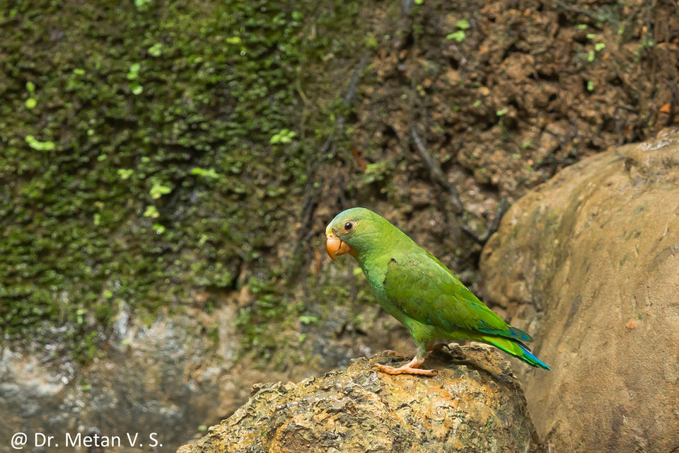 Photo of Journey of Amazing Amazon Rain Forest by Dr. Vyankatesh Metan 24/48 by Dr. Vyankatesh Metan