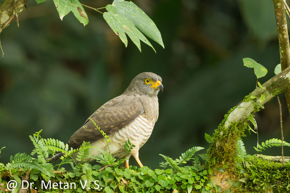 Photo of Journey of Amazing Amazon Rain Forest by Dr. Vyankatesh Metan 23/48 by Dr. Vyankatesh Metan