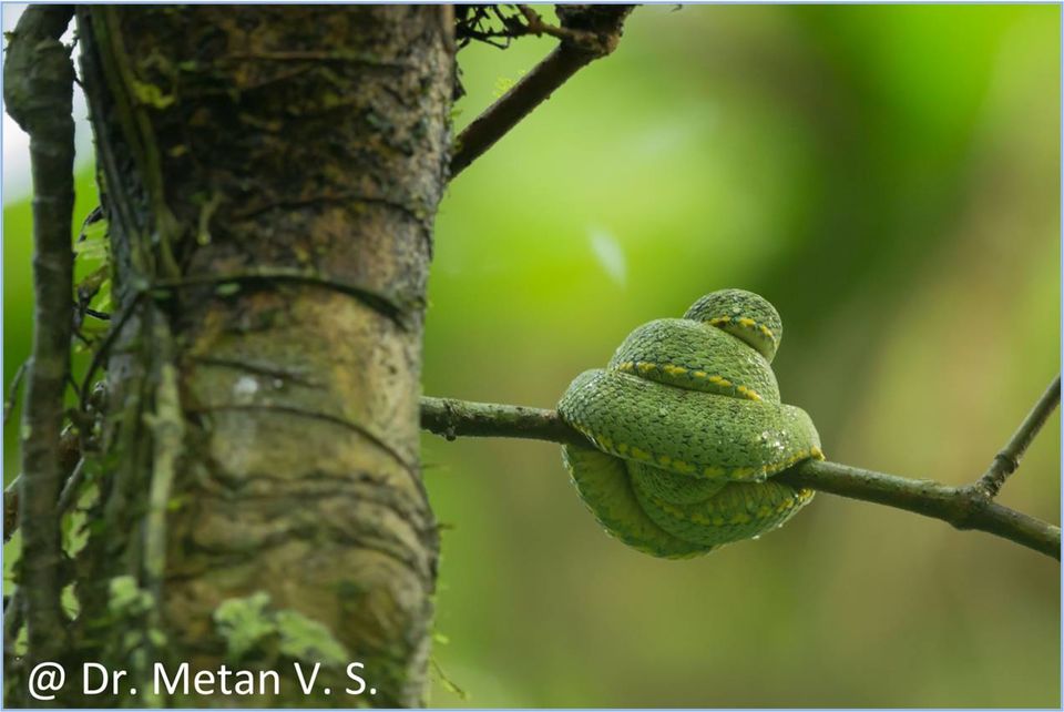 Photo of Journey of Amazing Amazon Rain Forest by Dr. Vyankatesh Metan 40/48 by Dr. Vyankatesh Metan