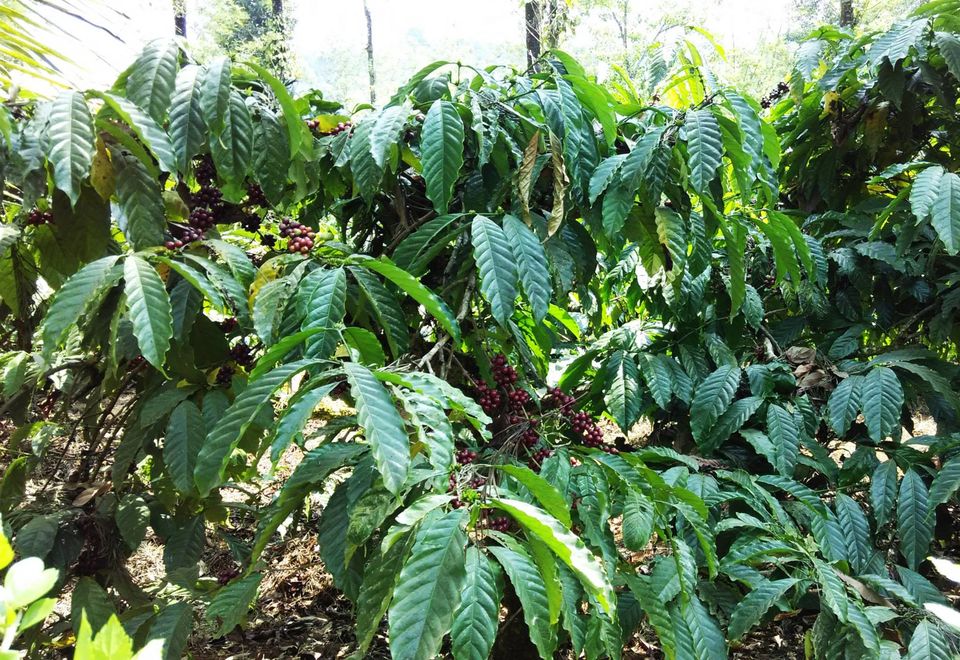Photo of Coorg: A Blissful Experience 8/12 by Smaranika Das