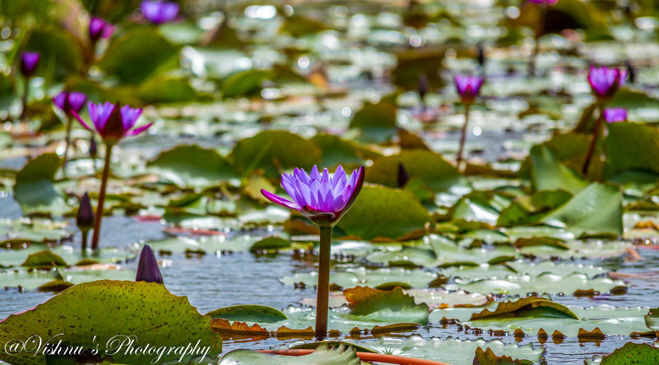 Photo of Kerala- Amalgamated feelings in “God’s Own Country” 19/29 by Smaranika Das