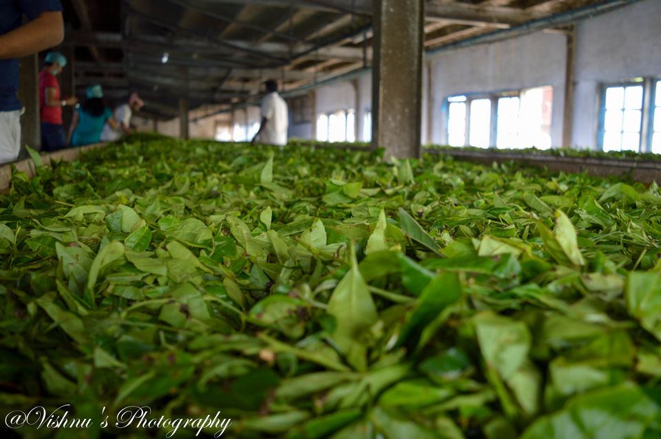 Photo of Kerala- Amalgamated feelings in “God’s Own Country” 23/29 by Smaranika Das
