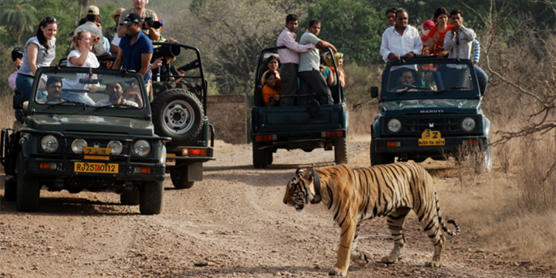 Photo of What to have in your bag for a jungle safari 1/3 by Smaranika Das