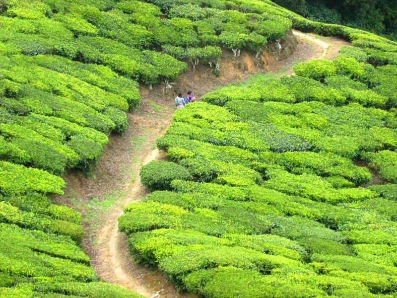 Photo of Explore The Hidden Secret Of Kerala, Wayanad by Smaranika Das