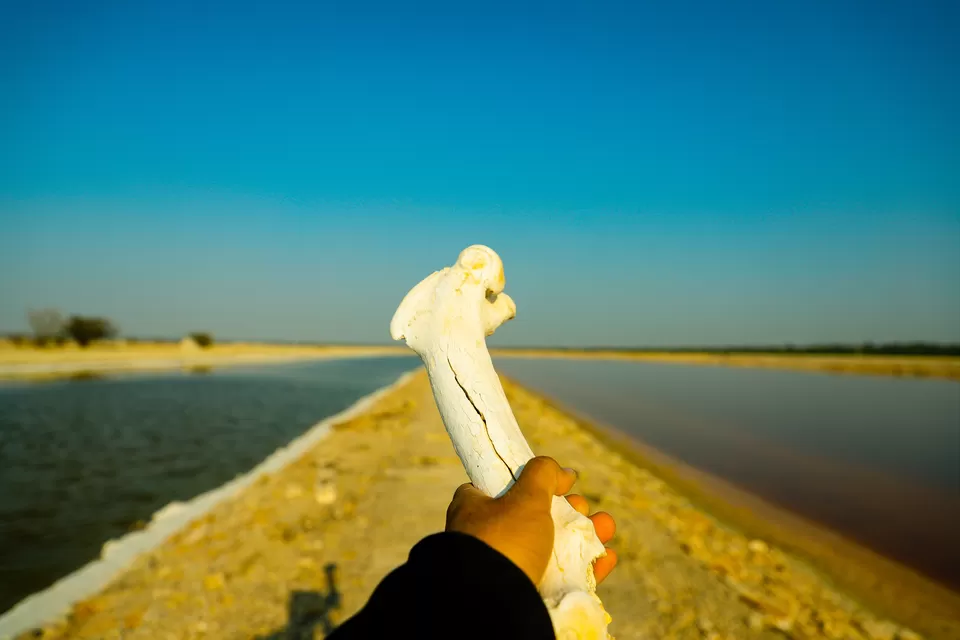 Photo of Sambhar Salt Lake, Rajasthan by Kashish Lamba