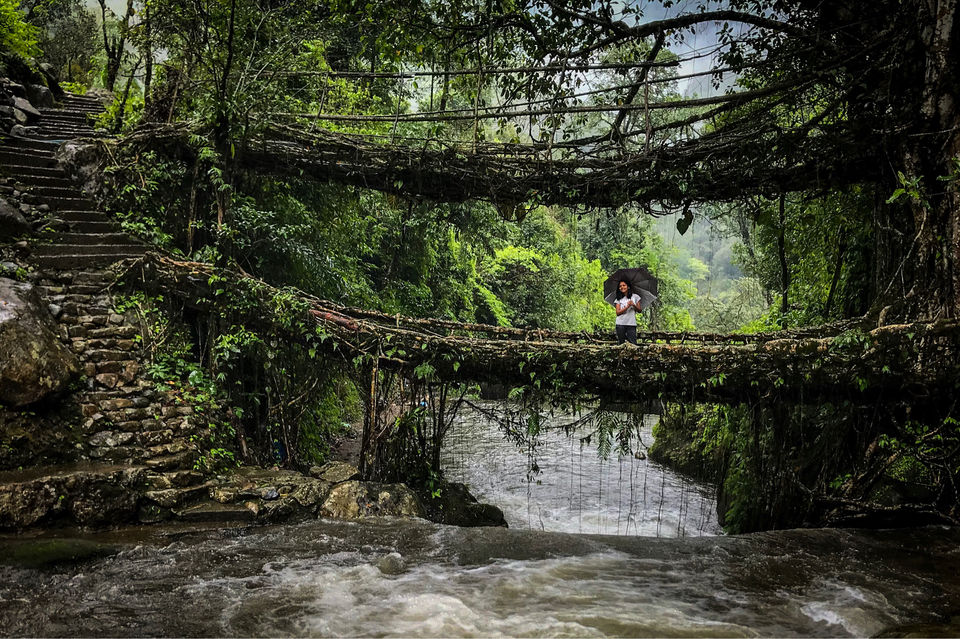 Photo of Double decker root bridge by Rosy Rao