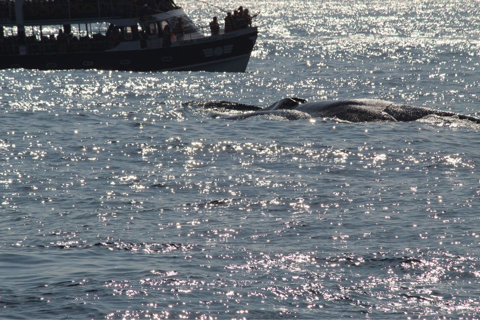 Photo of Sri Lanka #anythingfortravel by Rosy Rao