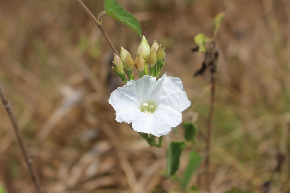 Photo of Makutta-Pattimalai, a nature’s challenge by Balachandra