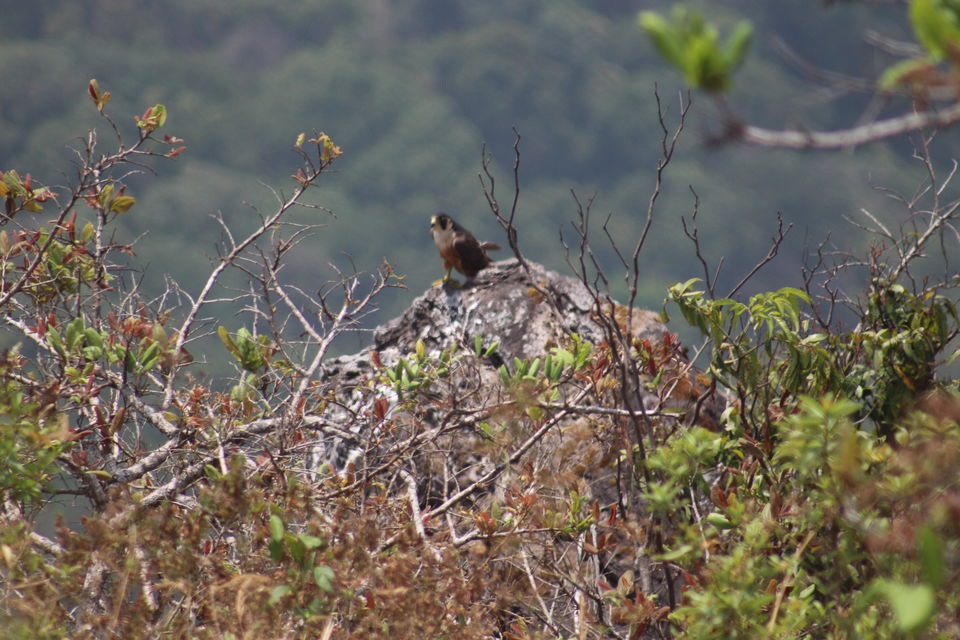 Photo of Makutta-Pattimalai, a nature’s challenge by Balachandra