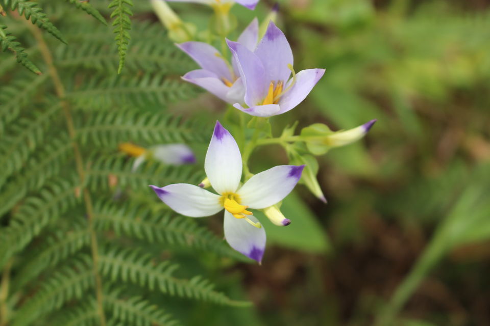 Photo of Beautiful Brahmagiri by Balachandra