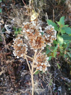 Photo of Shola forests and grasslands: awesome hike to Nishani Motte 10/29 by Balachandra