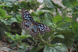 Photo of Amazing time at Bisle Ghat 3/49 by Balachandra