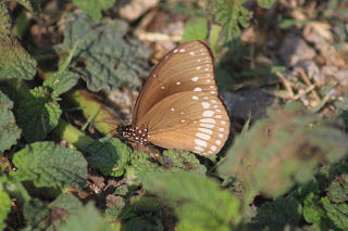 Photo of Amazing time at Bisle Ghat 4/49 by Balachandra