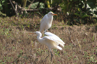 Photo of Amazing time at Bisle Ghat 5/49 by Balachandra