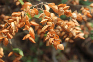 Photo of Amazing time at Bisle Ghat 16/49 by Balachandra