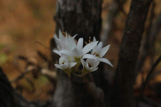 Photo of Amazing time at Bisle Ghat 25/49 by Balachandra