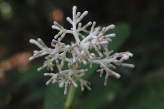 Photo of Amazing time at Bisle Ghat 28/49 by Balachandra